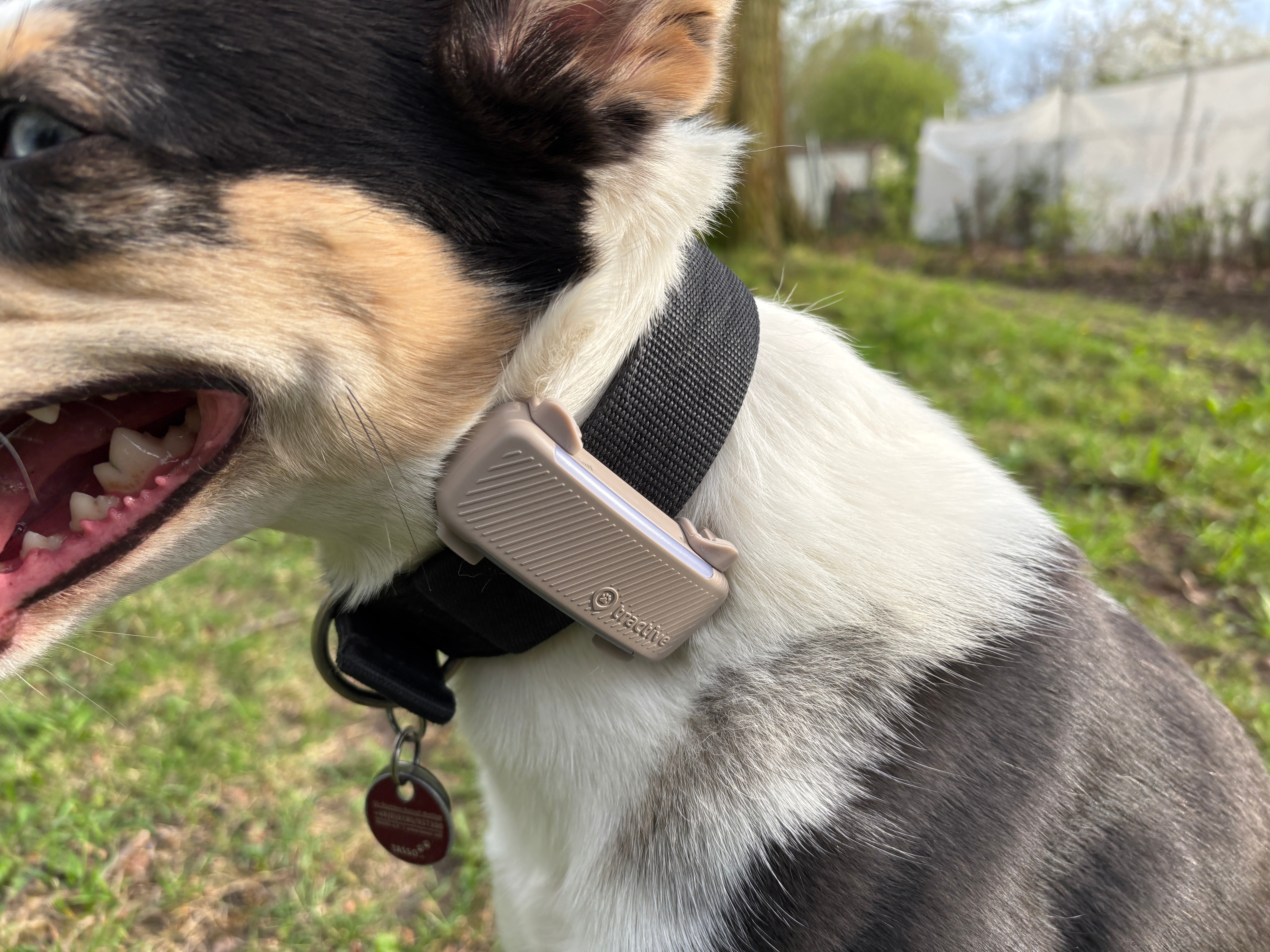 GPS-Tracker für Hunde: Der große Haustier-Tracker-Test 2026 - CHIP